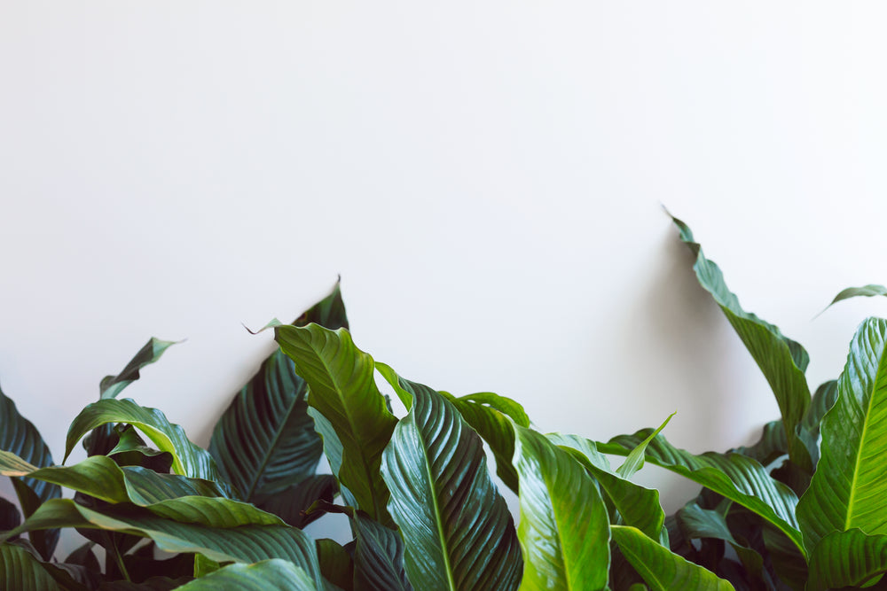 leafy plant on white wall