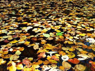 leafy pond