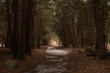 leafy winter forest path