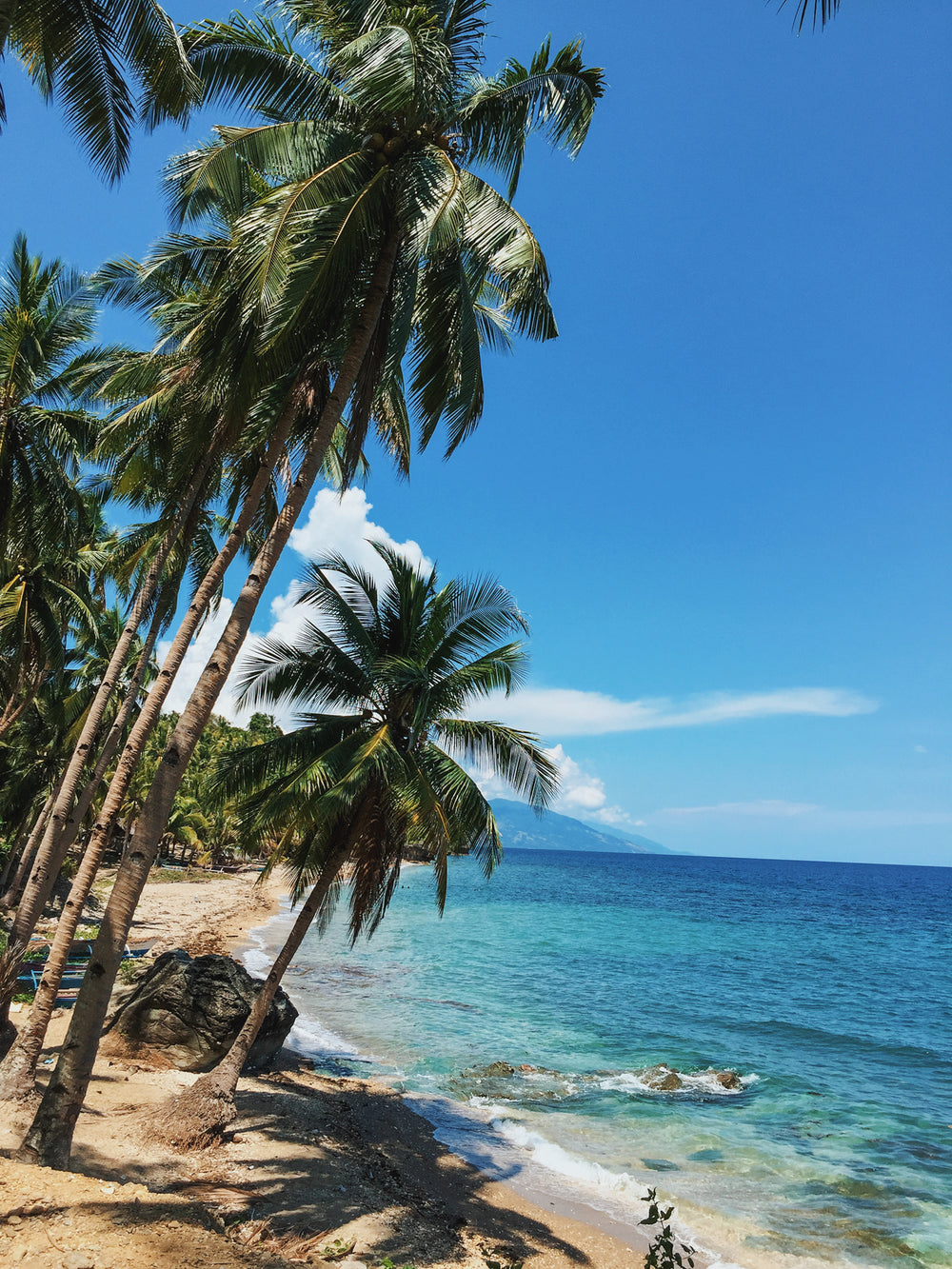 leaning palms on a sandy beach