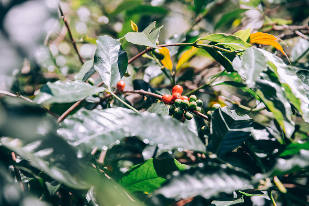 leaves and branches of lush green trees with fruit