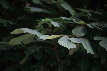 leaves face dull sun