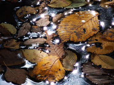 leaves float on water as sun is reflected