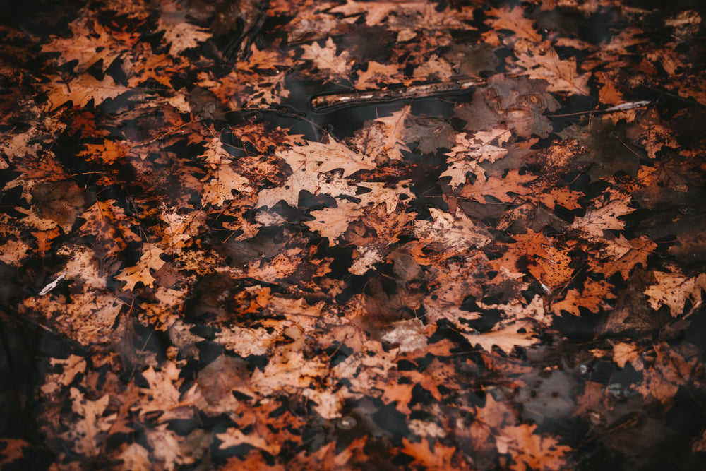 leaves floating on a river
