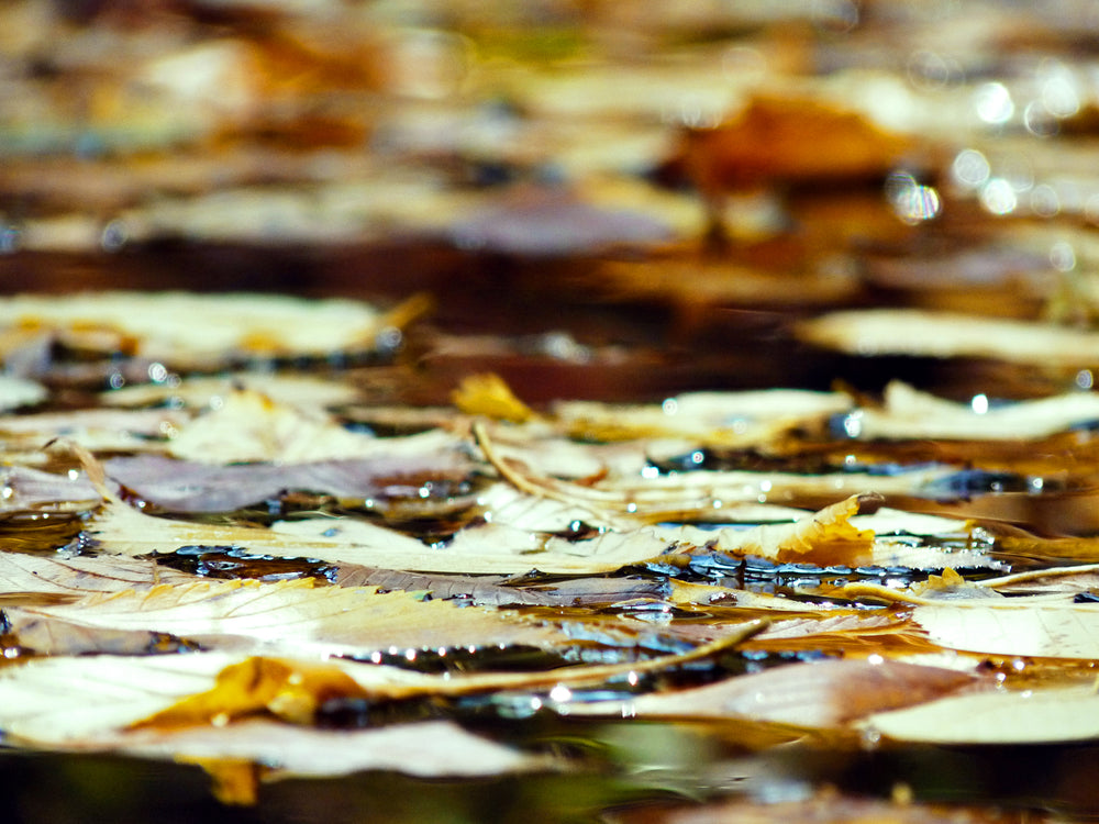 leaves floating on water