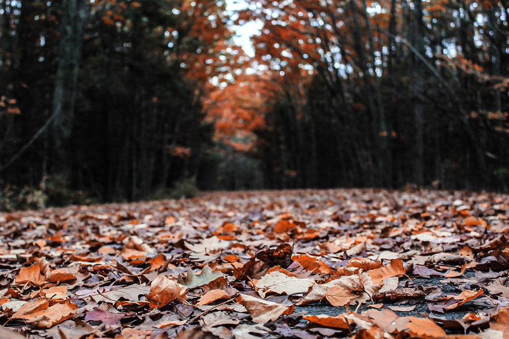 leaves from fall trees cover a pathway