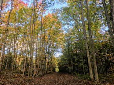 leaves from pink to green in fall