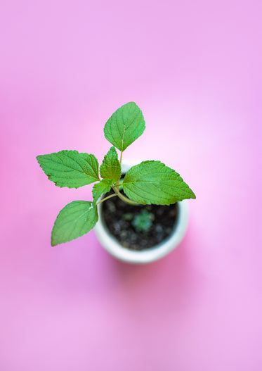 leaves in focus on pink background