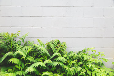 leaves & white brick background