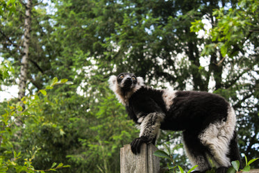 lemur dreams