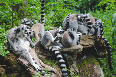 lemur huddle