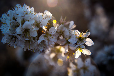 lens flare on close up of white flower
