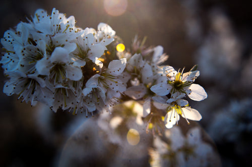 lens flare on close up of white flower