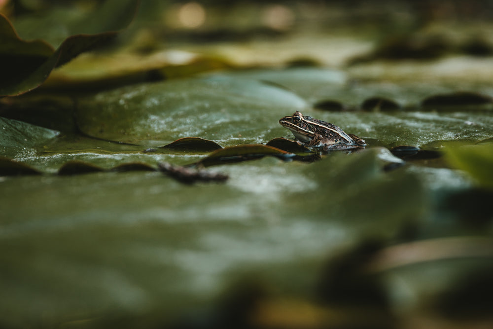 leopard frog waits