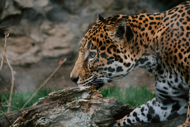 leopard spots its prey