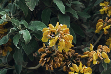 lifecycle of flowers