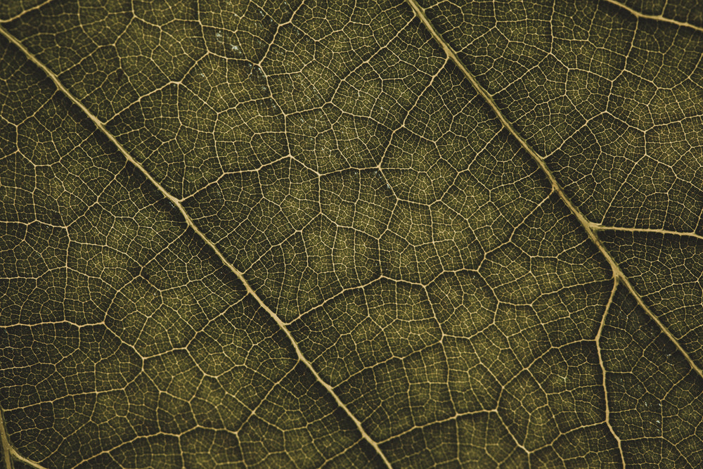 light behind leaf close up