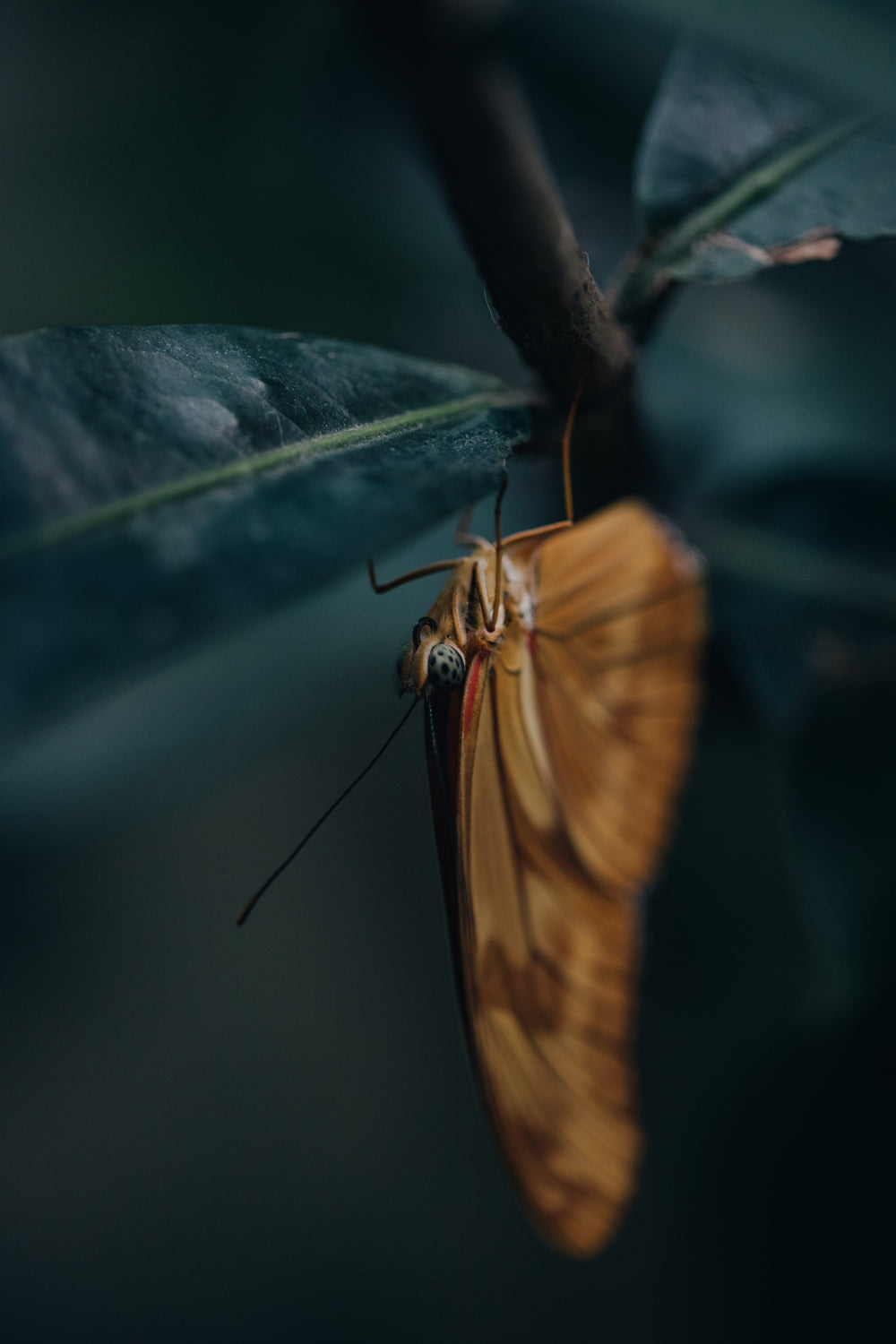 light brown butterfly hanging from a leaf