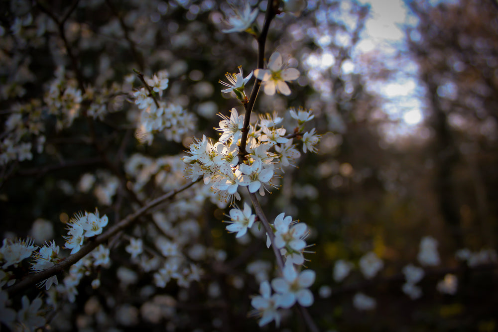 light bursting through flowers