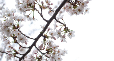 light cherry blossom flowers