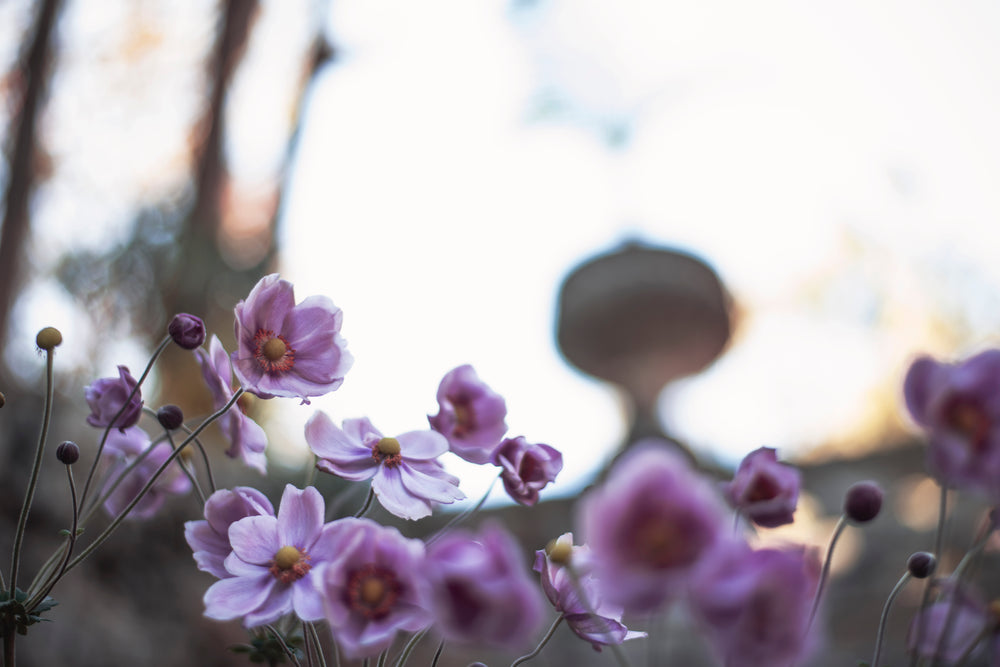 light creeps behind blossoming flowers