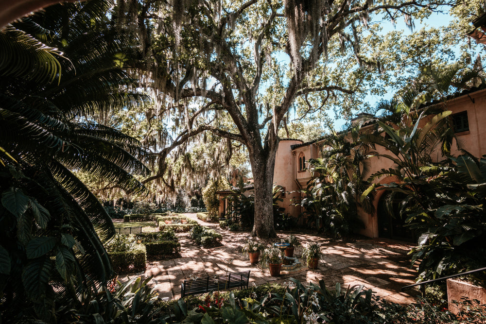 light creeps through branches into the lush garden