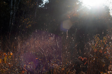 light leaks through the trees