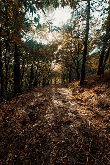 light leaks throught the forest canopy