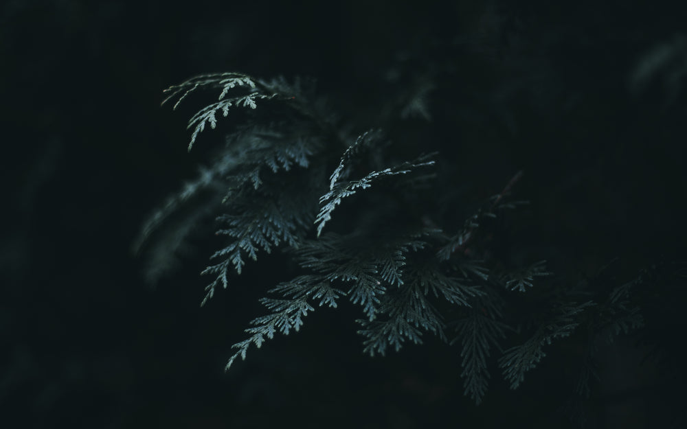 light on the tips of a fern leaf in the dark