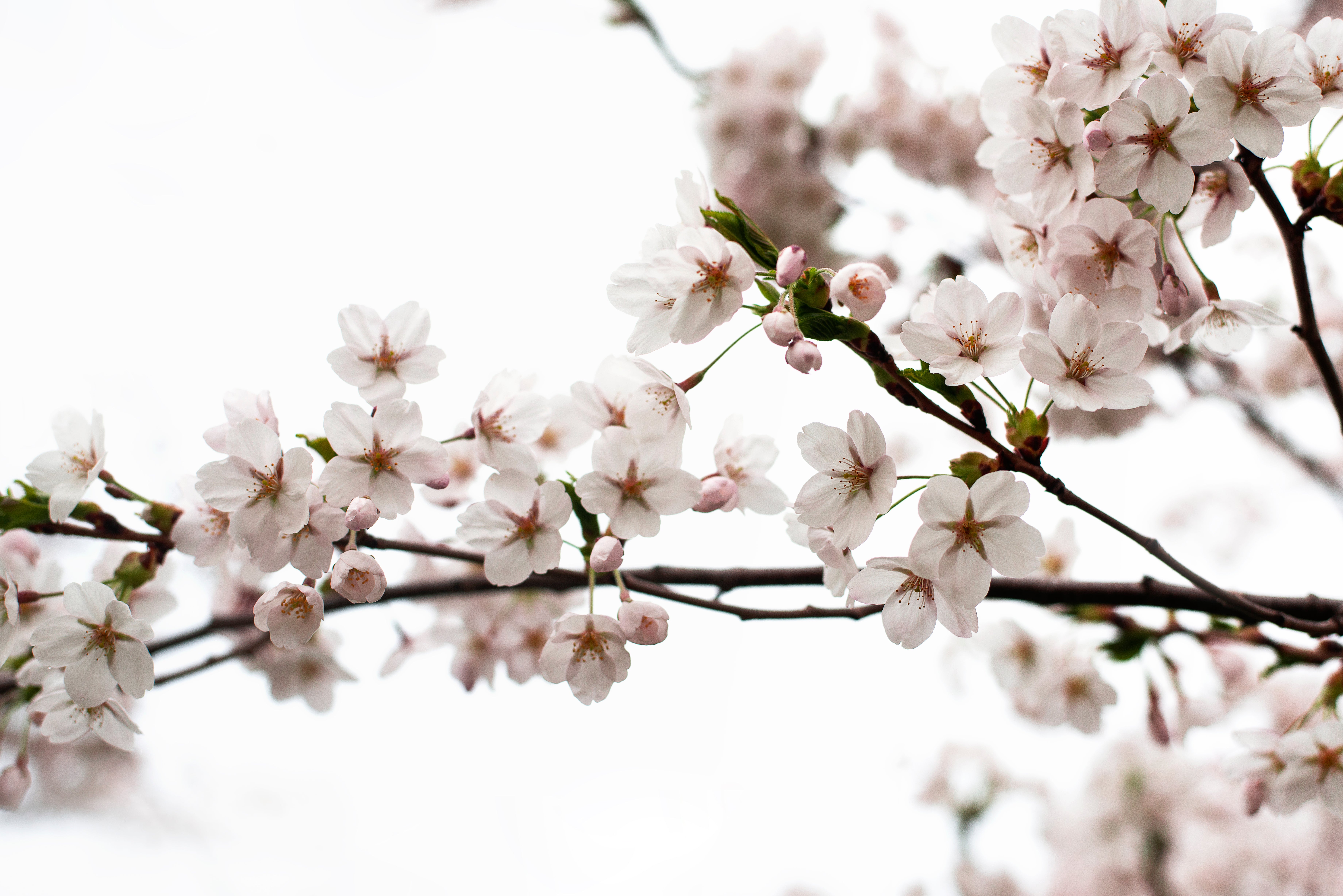 Browse Free HD Images of Light Pink Cherry Blossoms On Branch, image size:7360x4912