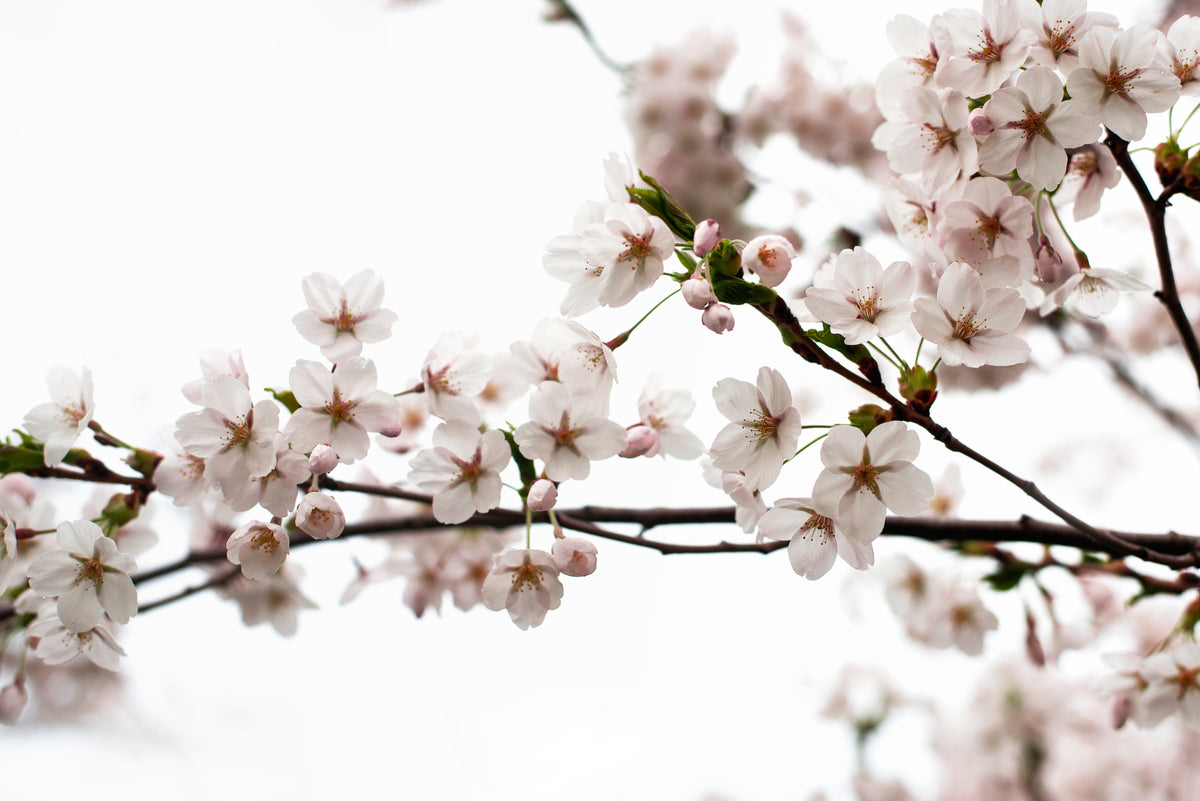 light pink cherry blossoms on branch
