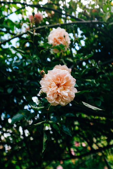 light pink flower and dark green leaves in garden