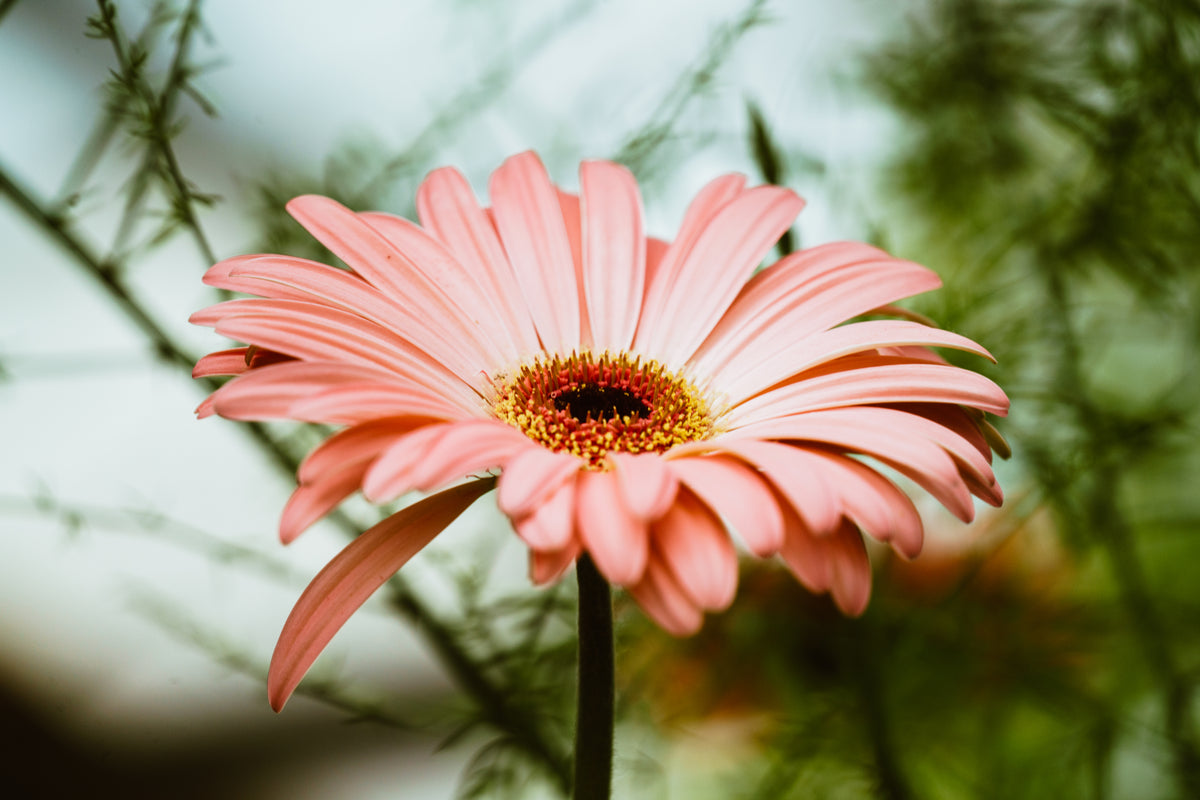 light pink gerbera daisy