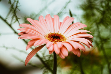 light pink gerbera daisy