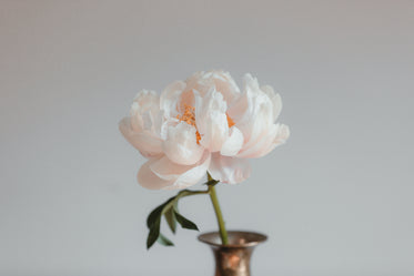 light pink peony blossom