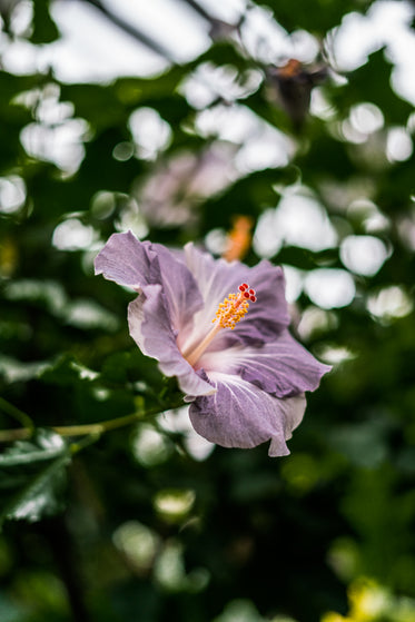 light purple bloom