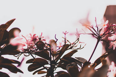 light shines through delicate pink petals atop flower bush