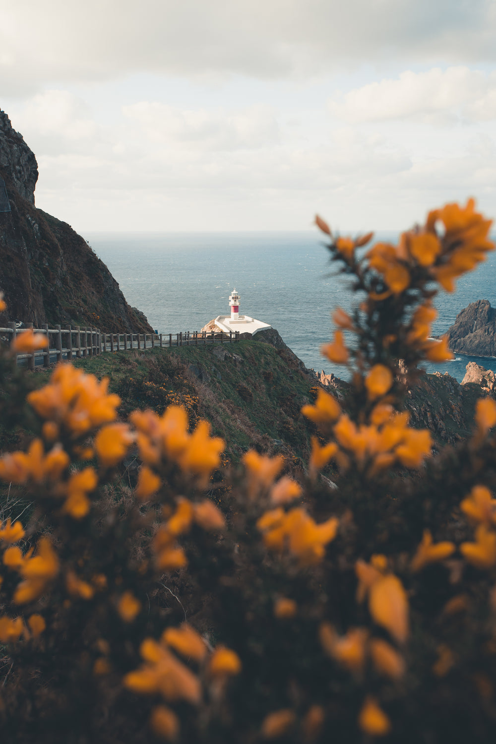 lighthouse by the ocean through flowers on a tree