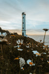 lighthouse surrounded by daisies