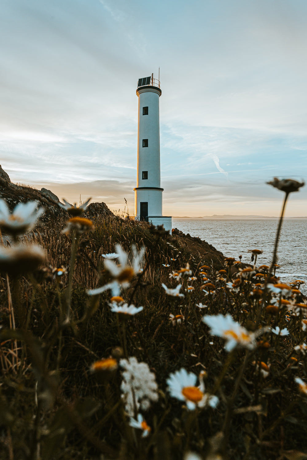 lighthouse surrounded by daisies