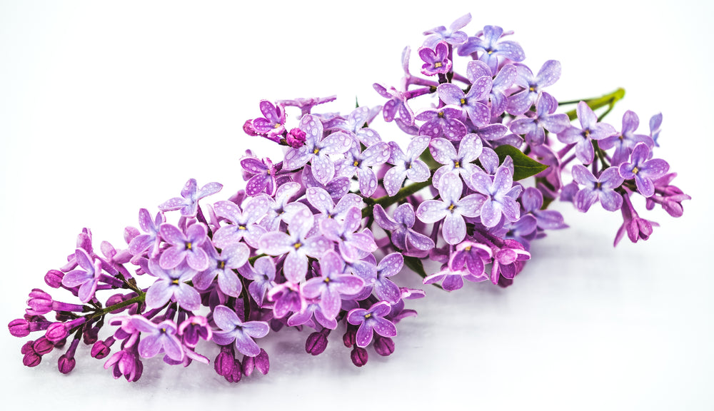 lilac bloom at an angle