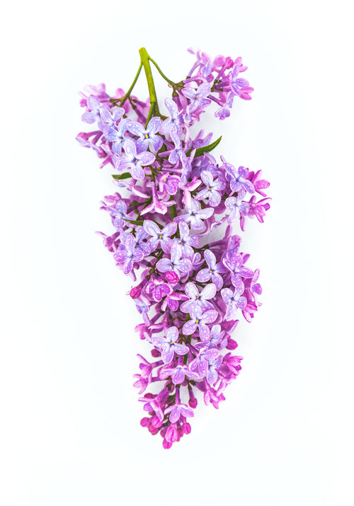 lilac flowers against white background