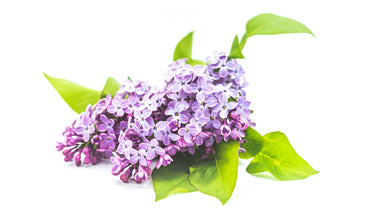 lilac flowers and leaves