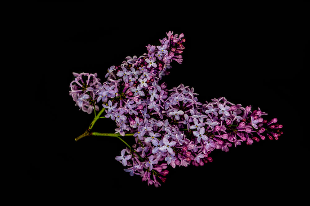 lilac flowers on a branch