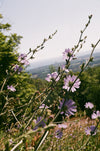 lilac flowers take in the view