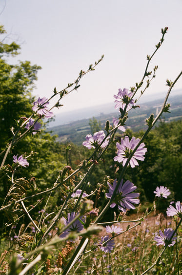 lilac flowers take in the view