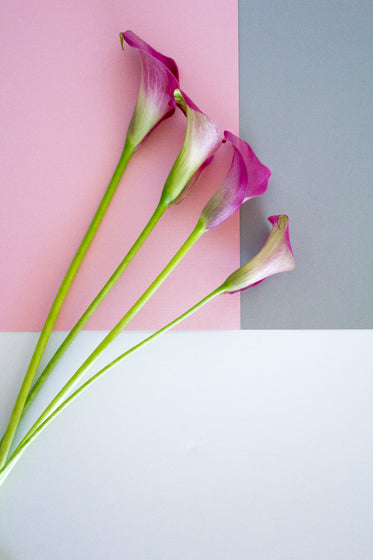 Picture of Lilies On Ink White And Gray — Free Stock Photo