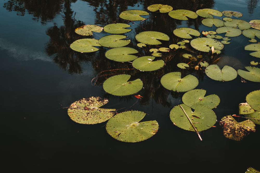 lily pads floating on top of florida park pond