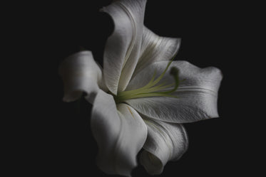 lily petal close up