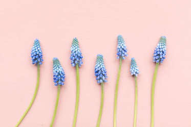 line of grape hyacinths